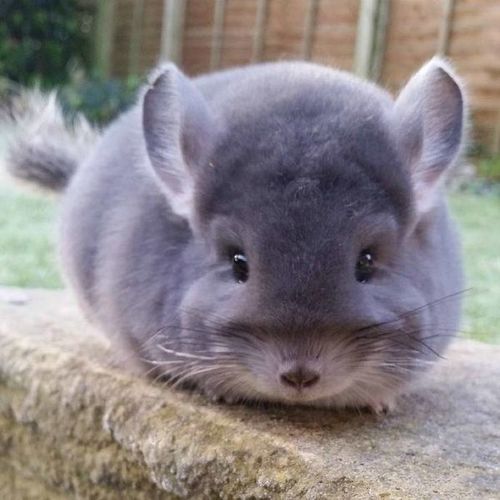 龙猫多少钱一只