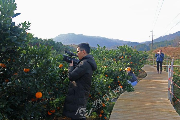 秀山在线,秀山百姓网等县内外多家媒体,走进雅江镇麻雀坡脐橙采摘园