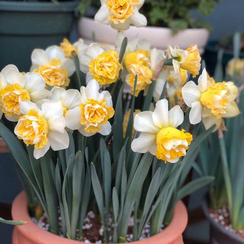 洋水仙种球进口荷兰