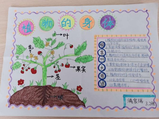 北关小学杏花村校区三年级科学——植物的奥秘 科学实践作业精品展示
