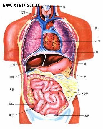 肺部在人体什么位置图