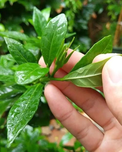 栀子花有"5忌",难怪"花苞"哗哗掉,原来是"犯忌"了