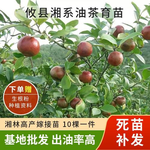 10棵一件湘林系高产嫁接油茶苗杯苗裸根苗油茶籽山茶油树油茶树