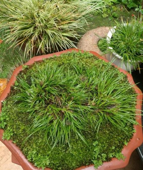 菖蒲草养着养着就黄了可能是缺水了养殖菖蒲草湿度最关键