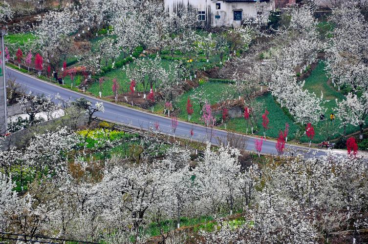 梨花大道