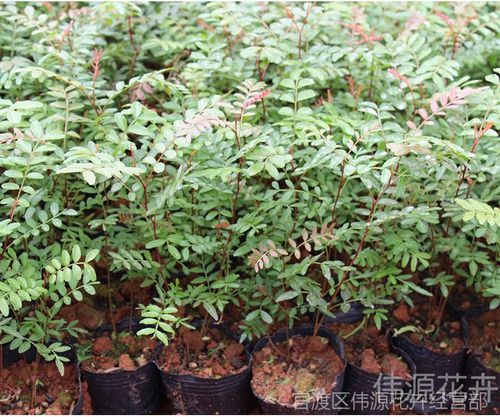 青香木 盆景植物室内绿植青香木基地直销 绿色小植物树苗批发