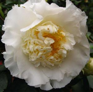 【白天鹅】茶花香槟赛牡丹变异山茶花苗木绿化植物花卉