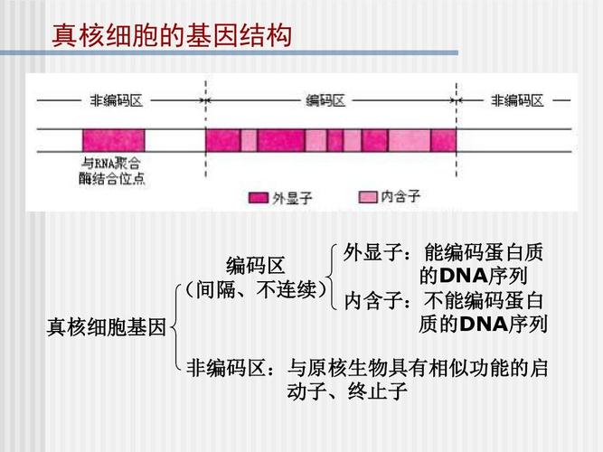 基因工程的基本操作程序ppt