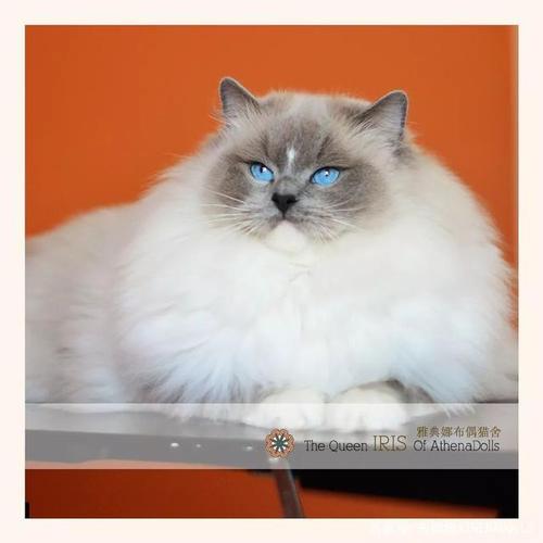 科普:手套色布偶猫在繁育中占据怎样重要的位置?