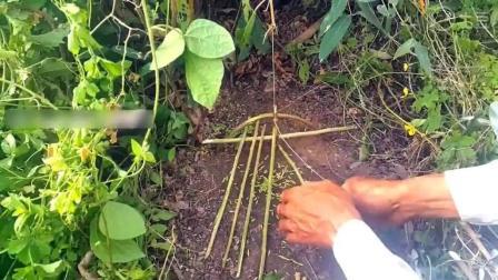 踏板式吊脚套捕鸟陷阱 简单易学效果显著2020-07-05观看(63)