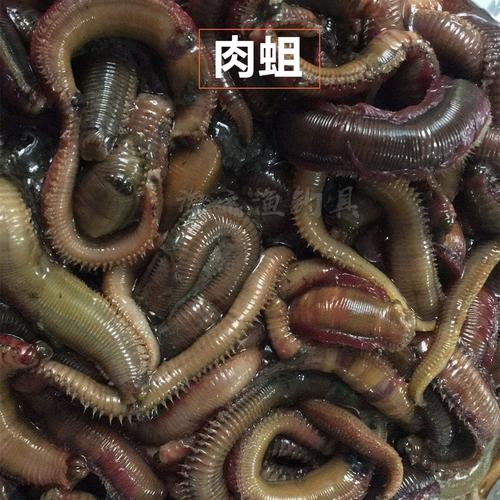 海钓沙蚕半干海蜈蚣海蚯蚓活海蚕腌管虫肉蛆梭鲻黑黄鱼新款秘制饵