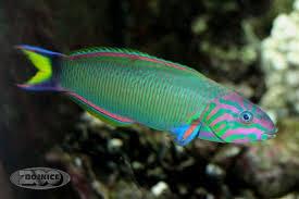 隆头鱼科 labridae  锦鱼属 thalassoma 鱼类 下图为   新月锦鱼