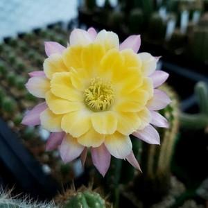 丽花复活节游行 仙人球丽花属 包对版3公分多 河北秋的花园