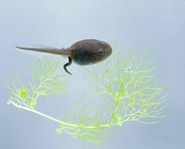 大人喂孩子吃活蝌蚪,你家有没有试过这偏方?