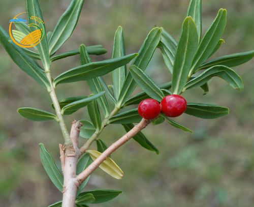 唐古特瑞香(祖师麻)