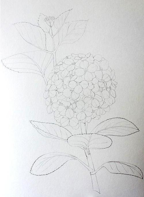 如何画国画绣球花