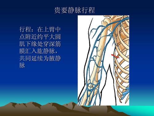 贵要静脉行程 行程:在上臂中点附近约平大圆肌下缘处穿深筋膜汇入肱