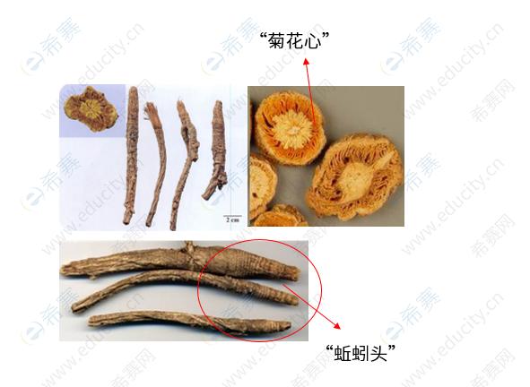执业中药师考试考点之防风