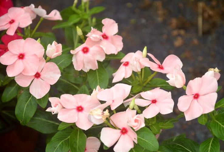 长春花种子多年生草花种子驱蚊草波斯菊紫茉莉太阳花日日春种子