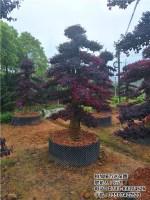 大型红继木桩产品批发价格