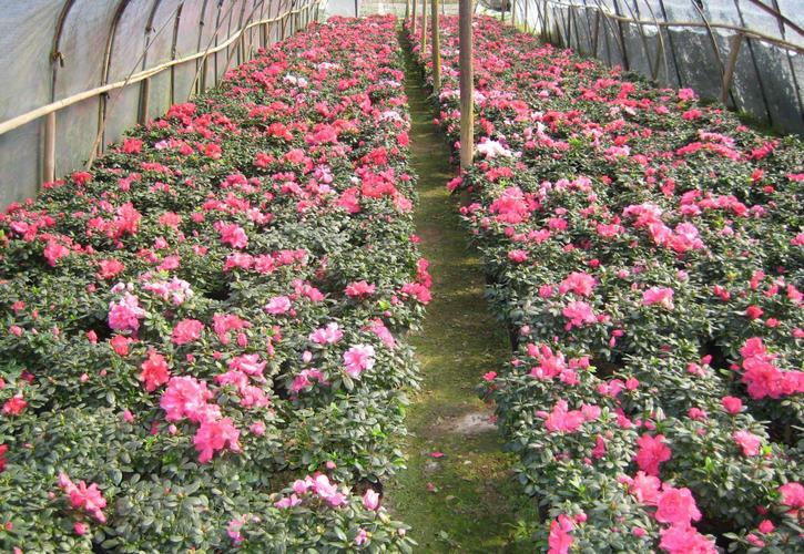 杜鹃花苗 红双喜 盆景 盆栽 杜鹃苗 西洋杜鹃 粉色双花批发