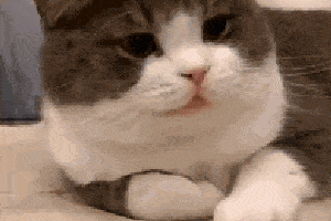 怎么教猫咪爱上你怎么教猫咪握手