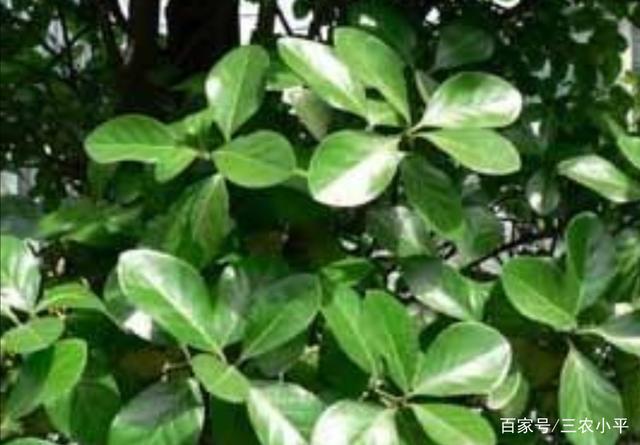 冬青得了白粉病用什么药剂防治