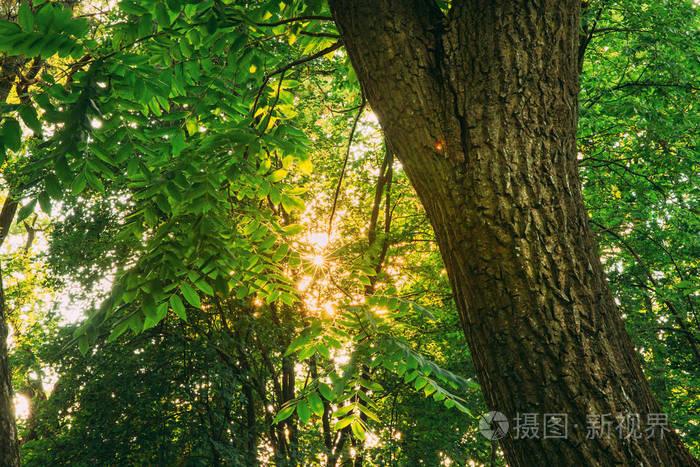 夏天的太阳在高大树木的树冠上闪耀.12月阳光明媚