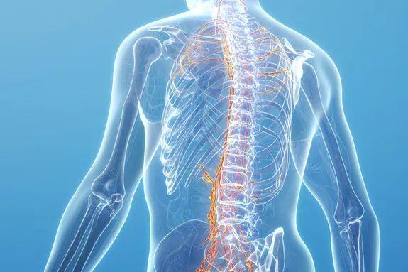 脊椎两侧分布了31对脊神经,脊椎管中运行的中枢神经贯通全身,通过脊髓