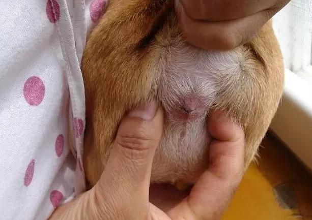 铲屎官必备技能如何护理狗狗肛门腺