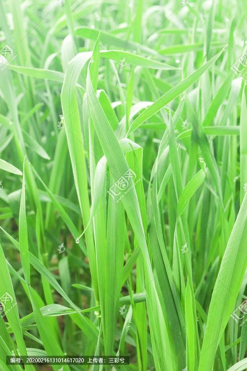 [正版商业] 小麦苗