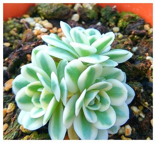 多肉植物你可以只是买了一盆假的多肉锦