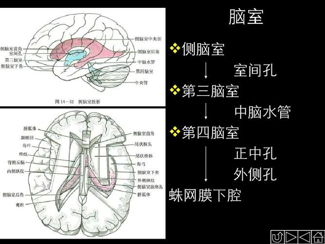 脑室 侧脑室 室间孔 第三脑室 中脑水管 第四脑室 正中孔 外侧孔 蛛网