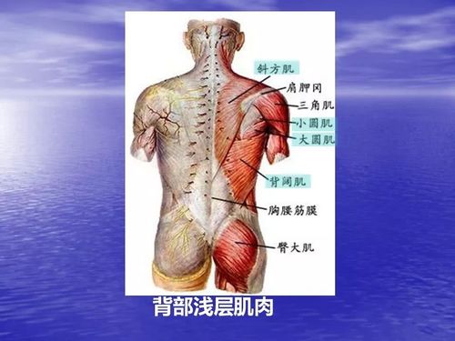 肩胛骨的解剖和入路