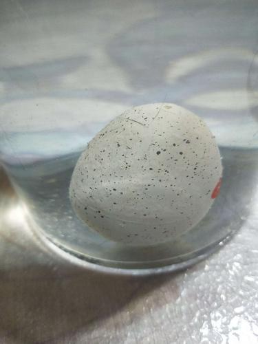 妈妈说后天这个时间小恐龙可能就孵化出来啦!