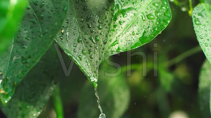 水滴滴水大自然绿色树叶雨滴