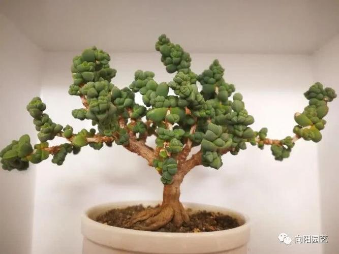 鹿角海棠,多肉,盆景