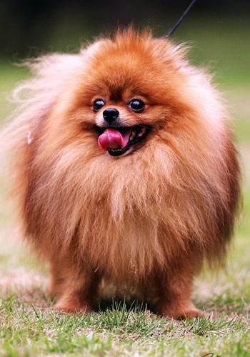 博美大概多少钱一只-合阳博美新闻