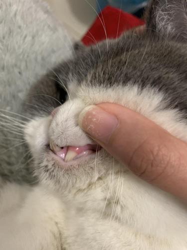 猫猫牙龈这样是有口炎吗