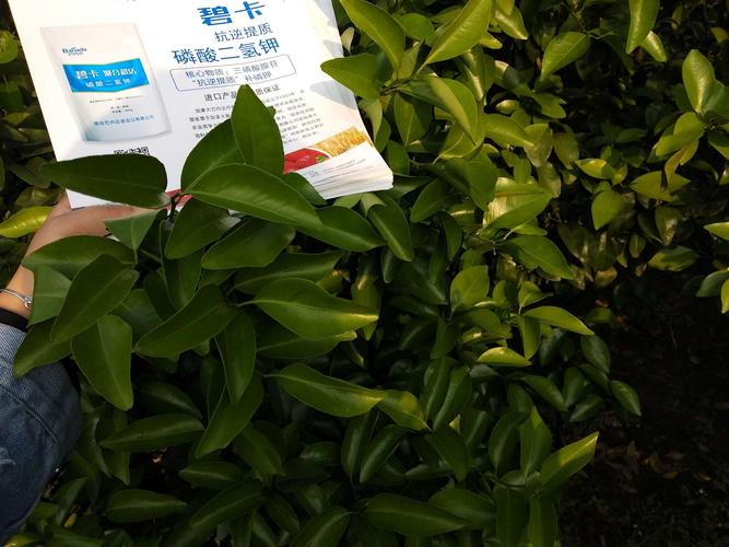 磷酸二氢钾,高浓度使用可以有效控梢,提高坐果率,不会对柑橘产生肥害