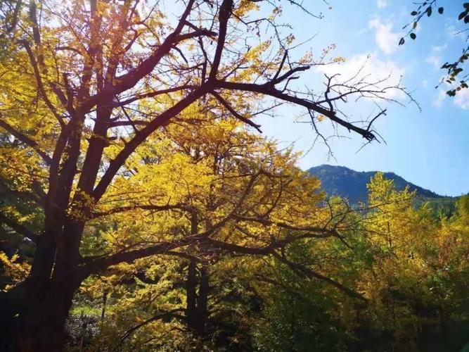 这就是夏天的正确打开方式 秋 被银杏包裹着的妥乐 这是秋天在六盘水