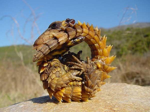 22种你听都没听过的动物!有点恶心……-其他分类-特品特惠