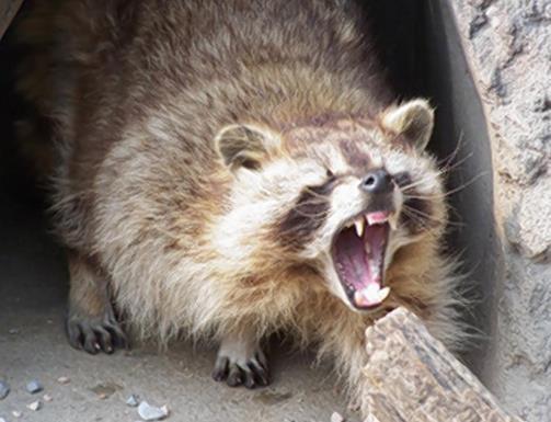 社会动态 美国八旬老人误把浣熊当猫带回家遭其攻击