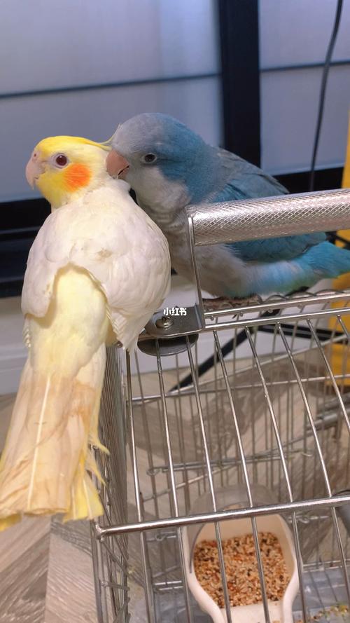 玄凤|蓝和尚鹦鹉00开始说话了_鹦鹉_玄凤_中国台湾攻略_蓝和尚鹦鹉