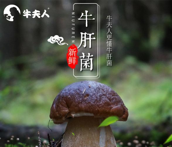 牛夫人有机鲜牛肝菌非干货云南特产食用菌菇蘑菇280g