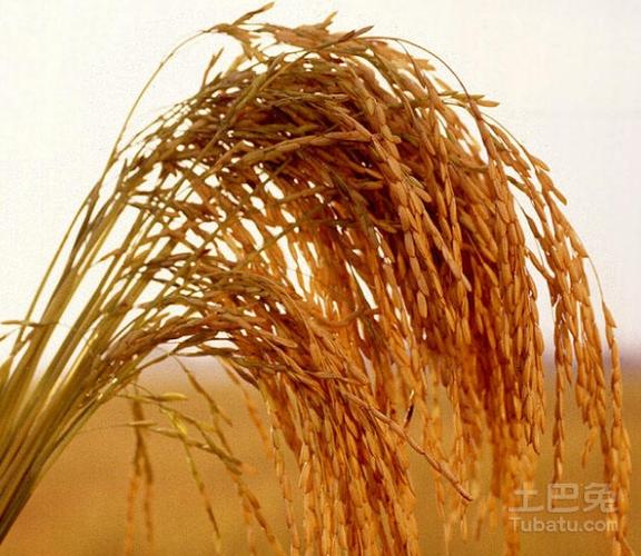 黍米和小米有什么区别