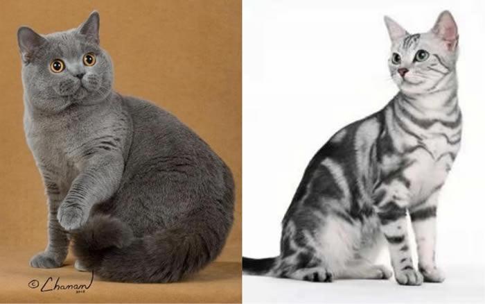 英短猫和美短猫的区别