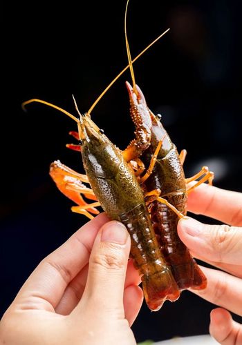 斗门小龙虾大降价138元斤小龙虾个个点上10斤