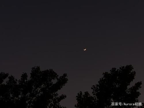 月牙高高挂起,不算太亮的光芒下,几棵大树左摇右晃.