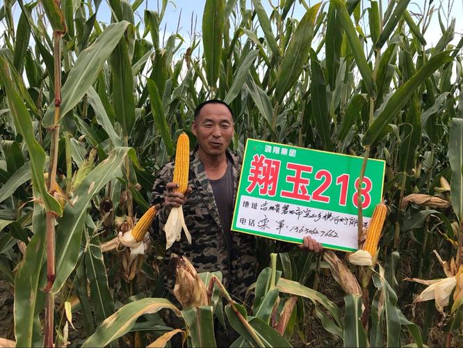 翔玉218---放心种 放心种 用心来品